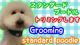 スタンダードプードルをトリミングします！Grooming standard poodle [upl. by Gallager]