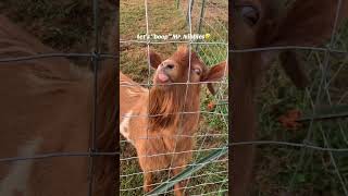 Goat Makes Funny Noises When Owner Touches His Nose  15329761 [upl. by Nedyaj]