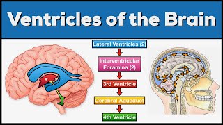 Ventricles of the Brain Anatomy and Cerebrospinal Fluid CSF Circulation [upl. by Eelamme648]