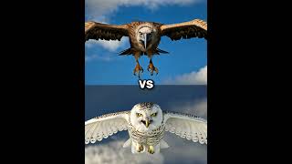 Snow owl vs Vultures vs  eagle falcon crow owl seagull Duck toucan bird Macow pigeon [upl. by Lajib265]