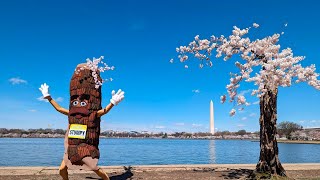 A salute to Stumpys last full bloom More than 100 cherry trees in Washington will be cut down [upl. by Akinad]