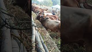 Gir cow farm in india [upl. by Eoj]