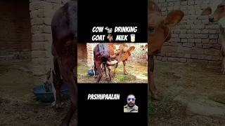 Cow 🐄 Drinking Goat 🐐 Milk 🥛 cow calf animals goat villagelife pets shorts [upl. by Trauner]