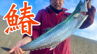 堤防からでもサゴシ、サワラが釣れる釣れる【ショアジギング】 [upl. by Harmon]