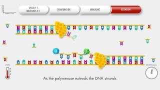 Animated PCR Real Time qPCR procedure [upl. by Noami903]