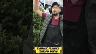 El mercado de jamaica ya se preparan para la venta de arbolitos de navidad en México 🇲🇽 travel [upl. by Hinze]