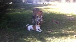 Tiger vs Jack Russel  A close encounter [upl. by Fauch]