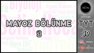 4 Mayoz Bölünme 2  Grafikler [upl. by Kalam]