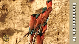 South Luangwas incredible Carmine BeeEaters nesting  BirdLife [upl. by Herson131]