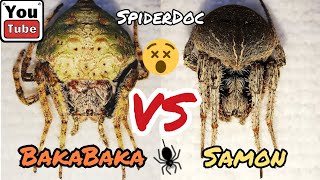 BAKABAKA vs SAMON Walang Humpay na Yakapan at Kagatan Pinaka Malupit na Laban Spider Fight [upl. by Box]