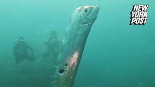 Divers encounter enormous ‘doomsday fish’ riddled with shark bites [upl. by Aivila]