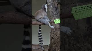 環尾狐猴Ringtailed LemurTaipei Zoo [upl. by Aivatco]