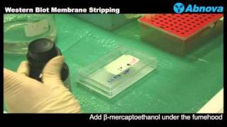 Western Blot Membrane Stripping [upl. by Sim386]