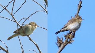 Chiffchaff and Willow Warbler Singing [upl. by Elfrieda]