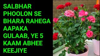 गुलाब में अभी कीजिए ये 5 काम पत्तियों से ज्यादा फूल आएंगे 100 गारंटी  Rose Plant Care Tips [upl. by Kcirdec]