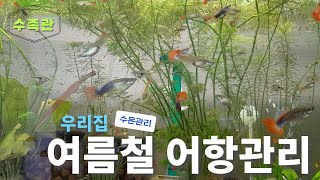 여름철 어항관리는 이렇게 [upl. by Gurl]