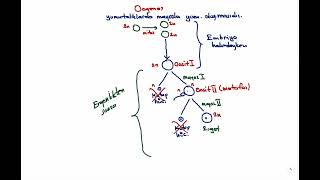 OOGENEZ NEDİR [upl. by Stephens]