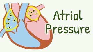 Atrial Pressure Changes During Cardiac Cycle  Cardiac Cycle  Cardiovascular Physiology [upl. by Jochbed]