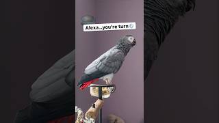 Symon says Alexa you’re turn💨💨🤣talkingparrot funnyparrot birds parrot pets africangrey ai [upl. by Fromma371]