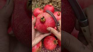 Awesome pomegranate fruit cutting skill fruit fresh fruitcutting satisfying [upl. by Enrica]