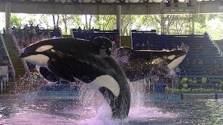 Killer Whales Up close  August 11 2016  SeaWorld San Antonio [upl. by Tolecnal]