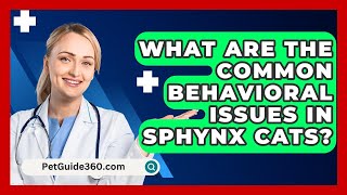 What Are the Common Behavioral Issues in Sphynx Cats  PetGuide360com [upl. by Chatav]