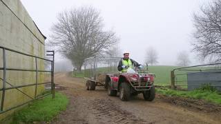 Transporting calves from paddock to shed [upl. by Musette]