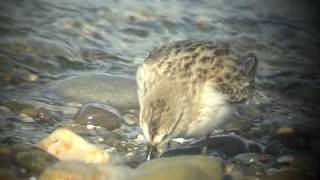 Semipalmated Sandpiper [upl. by Astri]