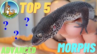 TOP 5 BEST leopard gecko MORPHS  ADVANCED edition [upl. by Refotsirk]