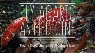 Fly Agaric as Medicine From Traditional to Modern Use with Kevin Feeny PhD [upl. by Loralee565]