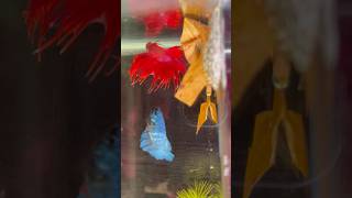 Betta fish breeding ♥️🥰 Part 2 shorts bettafish breeding [upl. by Mccourt168]