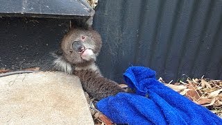 Rescuing A Stuck Koala [upl. by Mark]