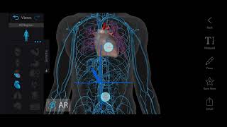 Surface Marking of Portal Vein  Portal Vein Anatomy  Abdomen Anatomy [upl. by Kimble]