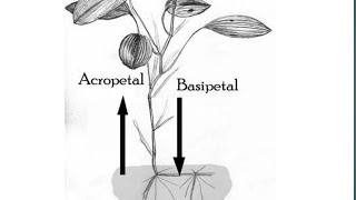 Acropetal and Basipetal in hindi  by simplified material shorts [upl. by Nauqit]