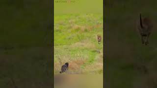 जब मां kangaroo 🦘 एक जंगली wolf 🐺 से भाग rhi थी तब baby kangaroo 🦘 गलती से pooch से गिर जाता hai😮🥹 [upl. by Laval]