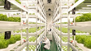 farming is science process of growing fresh vegetables by Korean scientists [upl. by Guadalupe]