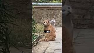 Kamu ganggu aja bosgo on date cat funny shorts pets cute catcute dating [upl. by Ettolrahc656]