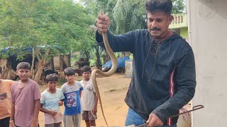 SNAKE CATCHER 12  8341776550 KOMARA KONDALARAO ITATITURUVILLAGE  NON Venomous water snake [upl. by Choong288]