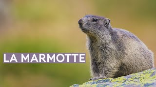 La marmotte [upl. by Arze879]