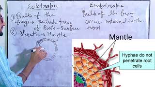 Mycorrhizal Roots  interaction of roots and microbes  Rhizobium  Nodules  Studistic fellas [upl. by Halet117]