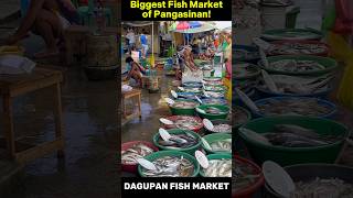 Biggest Seafood Market of Pangasinan Dagupan City’s Magsaysay Fish Market [upl. by Nodnnarb]