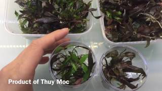 Cryptocoryne undulata sp [upl. by Ellesig]