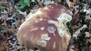 Mon plus gros Boletus Edulis jamais trouvé  😱😱 😉13kg 29102024 [upl. by Bernj]