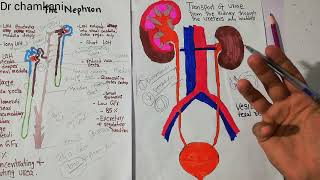 Renal physiology 44  Vesicoureteral reflux [upl. by Flaherty]