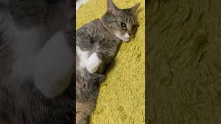 【猫動画】ふてぶてしい顔でのんびりくつろぐ猫様【猫ちゃん】猫 猫のいる暮らし 猫の日常 猫の日常 猫好きさんと繋がりたい 猫になりたい catvideos [upl. by Roath]