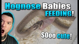 So CUTE 12 baby Hognose snakes feeding [upl. by Shepp]