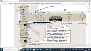 428 methionine metabolism SAM synthesis homocysteine fate methionincystein synthesis Diagram [upl. by Brion]