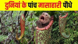 दुनिया के सबसे खतरनाक मांसाहारी पौधे  Most Dangerous Carnivorous Plants in the World [upl. by Nayra]