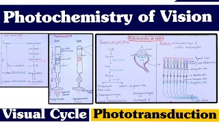 Photochemistry of Vision ll Visual Cycle ll Phototransduction ll Special Senses [upl. by Aldredge]