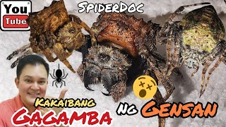 UNBOXING Mga KAKAIBANG Gagamba ng GENSAN BARK SPIDER at WRAP AROUND SPIDER New SPECIES [upl. by Etteb]